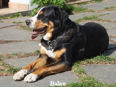 Balou 2011-04-20 16-58-41 - DSCF0142